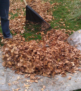 Photo of raking leaves onto landscape fabric